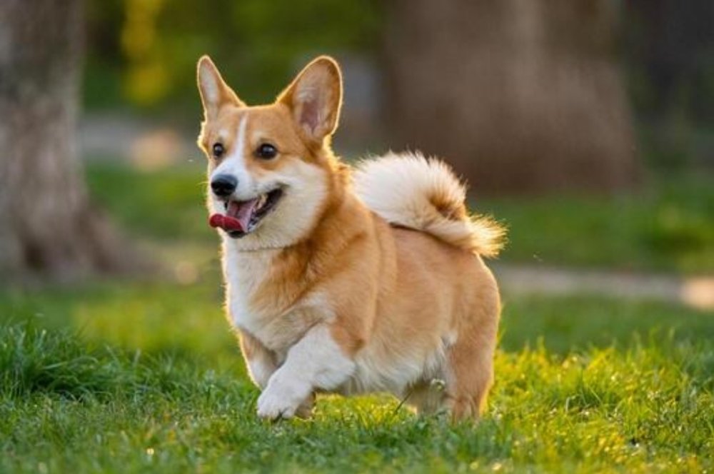 a small dog running through the grass